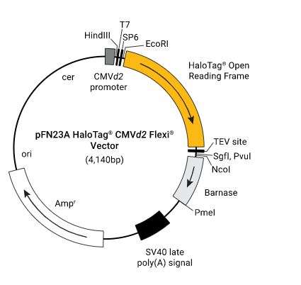 pFN23A (HaloTag 7) CMVd2 Flexi Vector