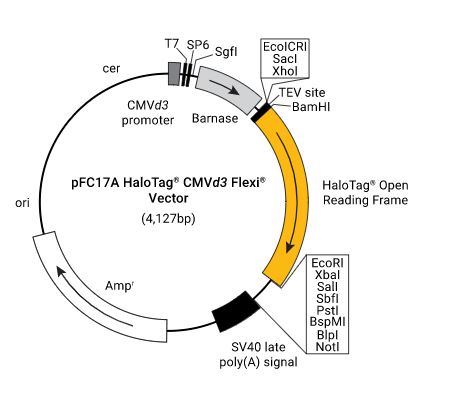 pFC17A (HaloTag 7) CMVd3 Flexi Vector