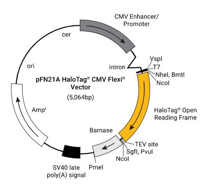 pFN21A (HaloTag 7) CMV Flexi Vector