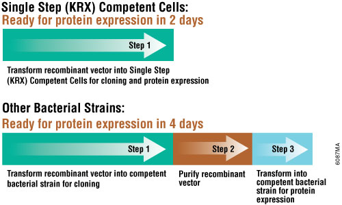 Single Step (KRX) Competent Cells, 20x50 ul