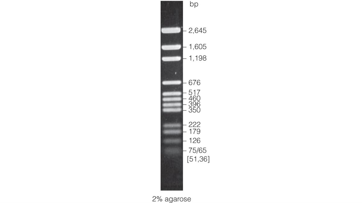 BenchTop pGEM DNA Markers