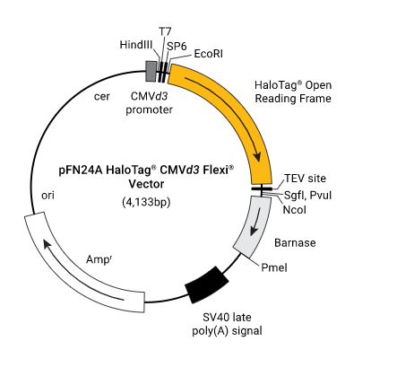 pFN24A (HaloTag 7) CMVd3 Flexi Vector