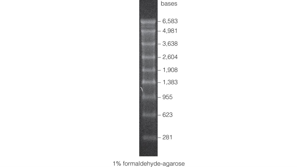 RNA Markers