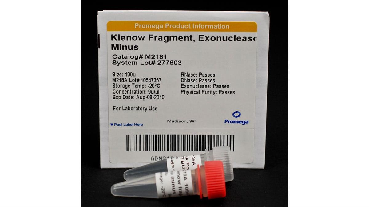 Klenow Fragment, Exonuclease Minus
