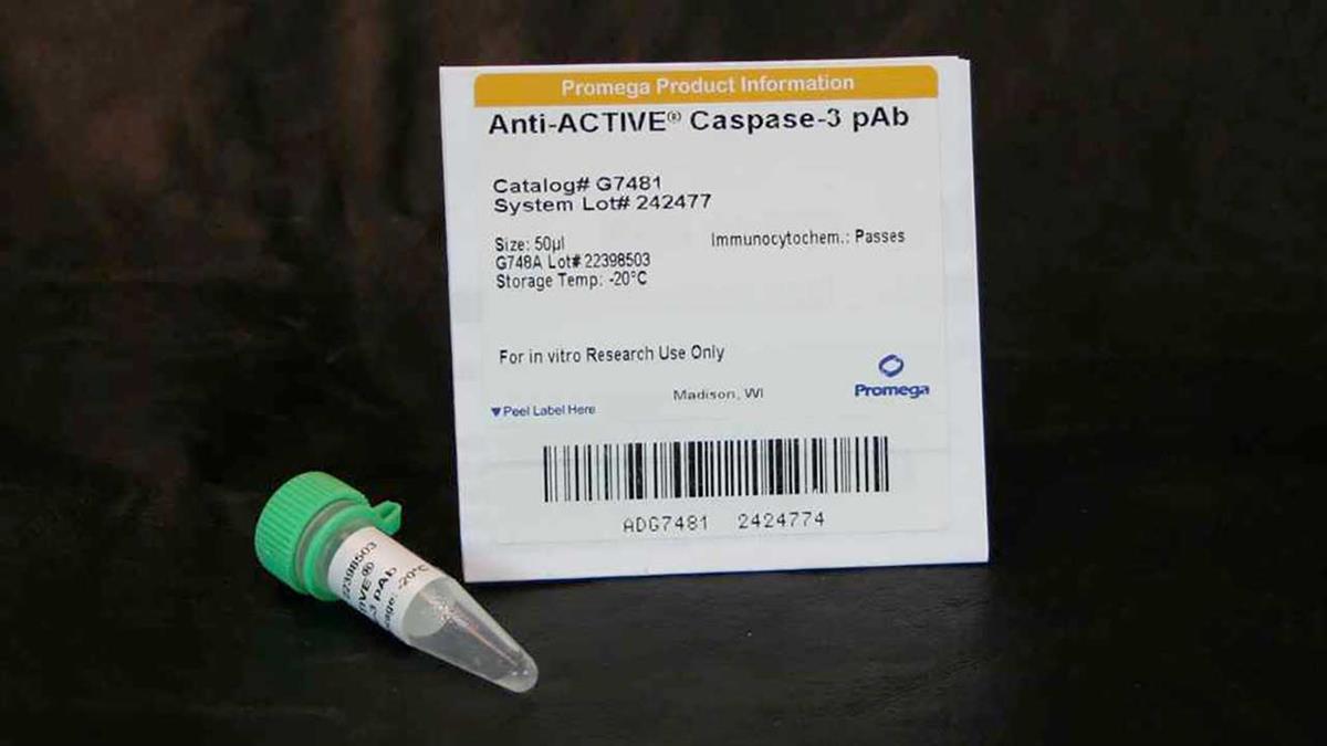 Anti-ACTIVE Caspase-3 pAb