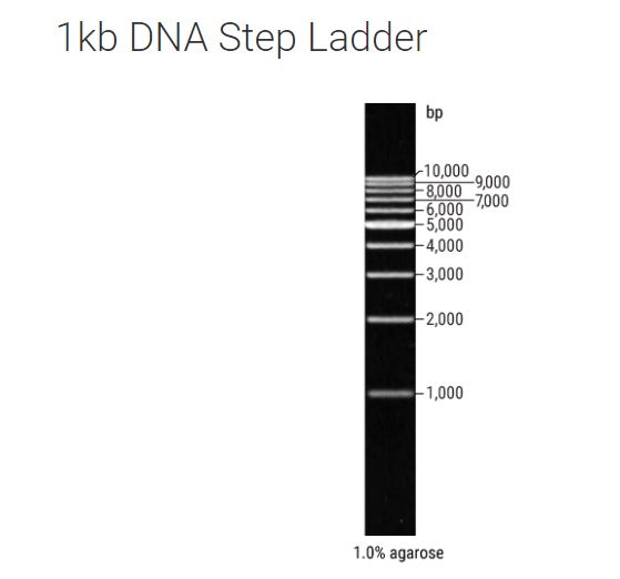 1kb DNA Step Ladder
