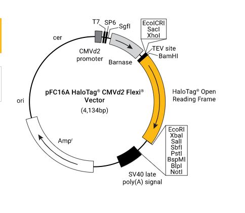 pFC16A (HaloTag 7) CMVd2 Flexi Vector