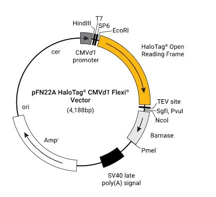 pFN22A (HaloTag 7) CMVd1 Flexi Vector