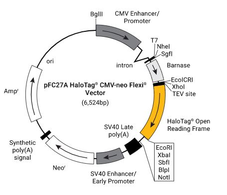 pFC27A HaloTag CMV-neo Flexi Vector, 20microg