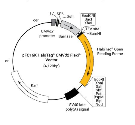 pFC16K (HaloTag 7) CMVd2 Flexi Vector