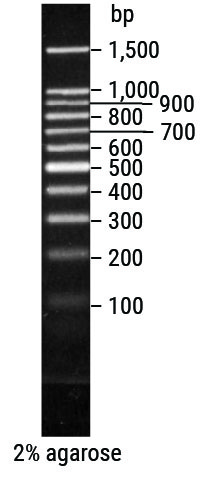 BenchTop 100bp DNA Ladder