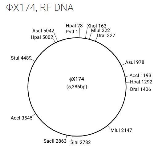 phiX174, RF DNA