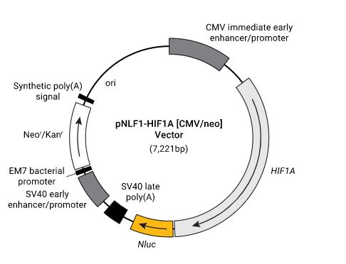 pNLF1-HIF1A [CMV/neo] Vector, 1 each