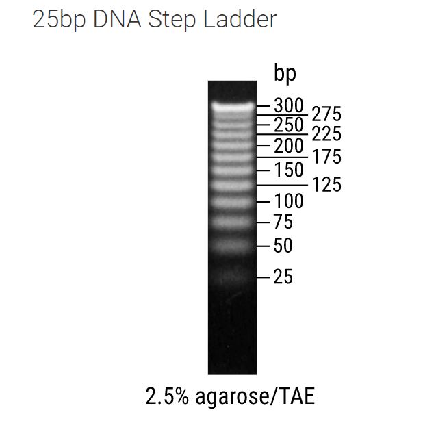 25bp DNA Step Ladder