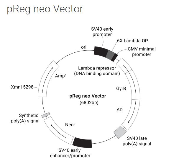 pReg neo Vector