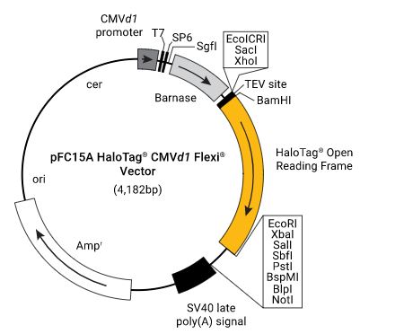 pFC15A (HaloTag 7) CMVd1 Flexi Vector