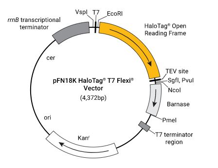 pFN18K HaloTag T7 Flexi