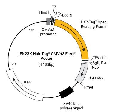 pFN23K (HaloTag 7) CMVd2 Flexi Vector