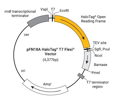 pFN18A HaloTag T7 Flexi