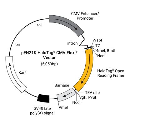pFN21K (HaloTag 7) CMV Flexi Vector