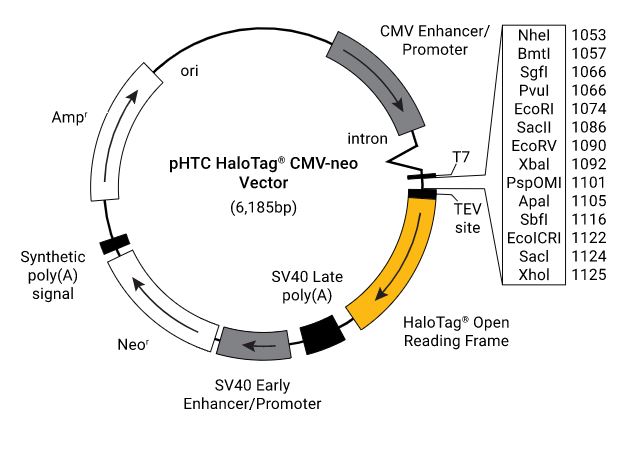 pHTC HaloTag CMV-neo Vector