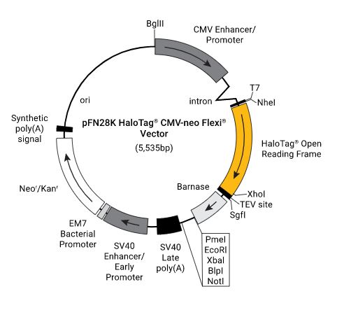 pFN28K HaloTag CMV-neo Flexi Vector