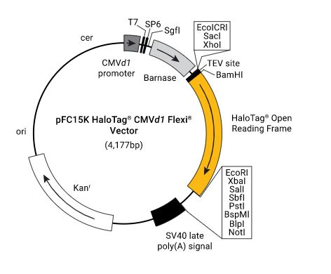 pFC15K (HaloTag 7) CMVd1 Flexi Vector