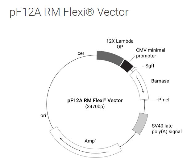 pF12A RM Flexi Vector