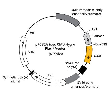 pFC32A Nluc CMV-Hygro Flexi Vector, 20microg