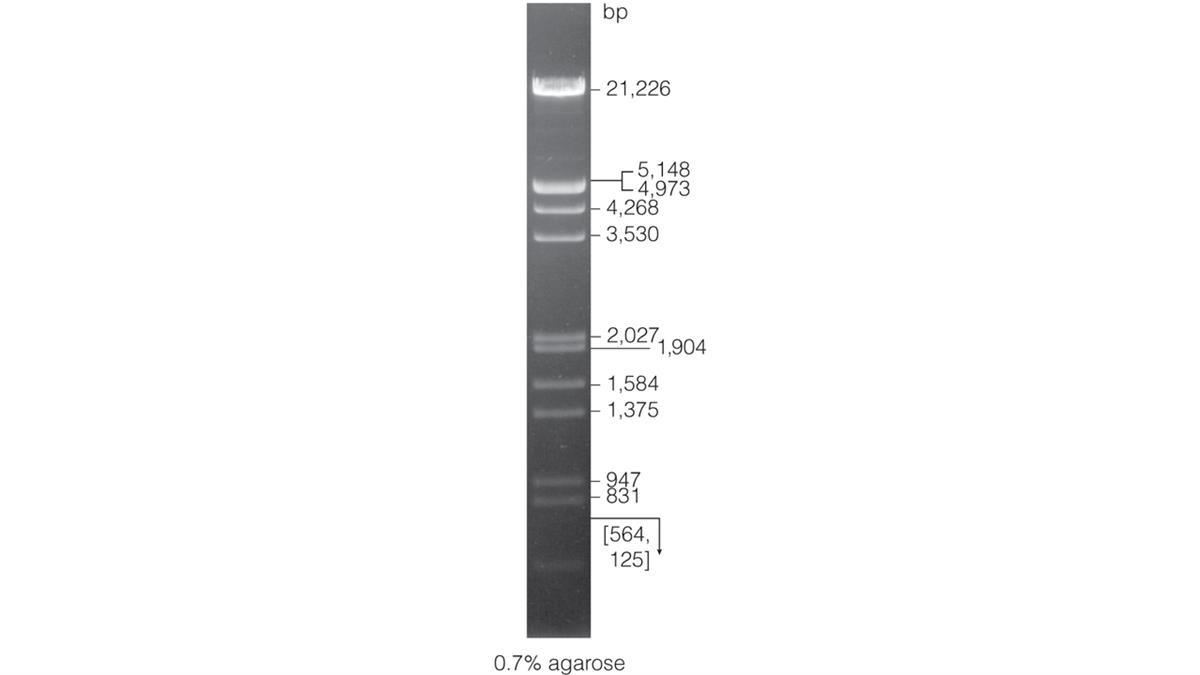Lambda DNA/EcoR I + Hind III Markers