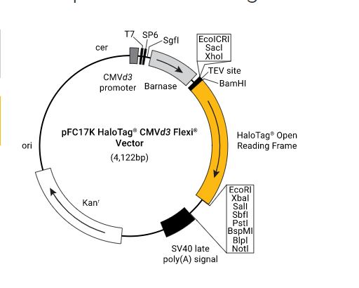 pFC17K (HaloTag 7) CMVd3 Flexi Vector
