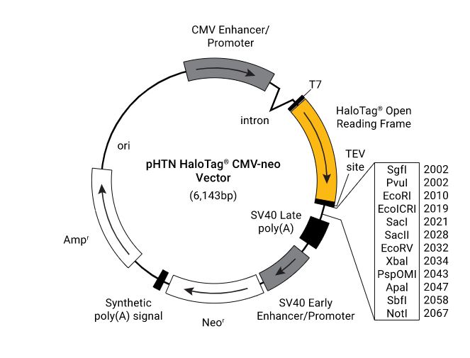pHTN HaloTag CMV-neo Vector